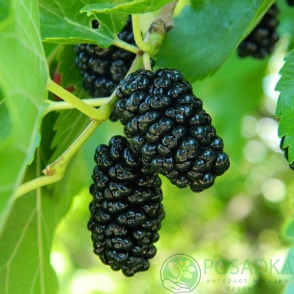 картинка Шелковица чёрная Чёрный принц 