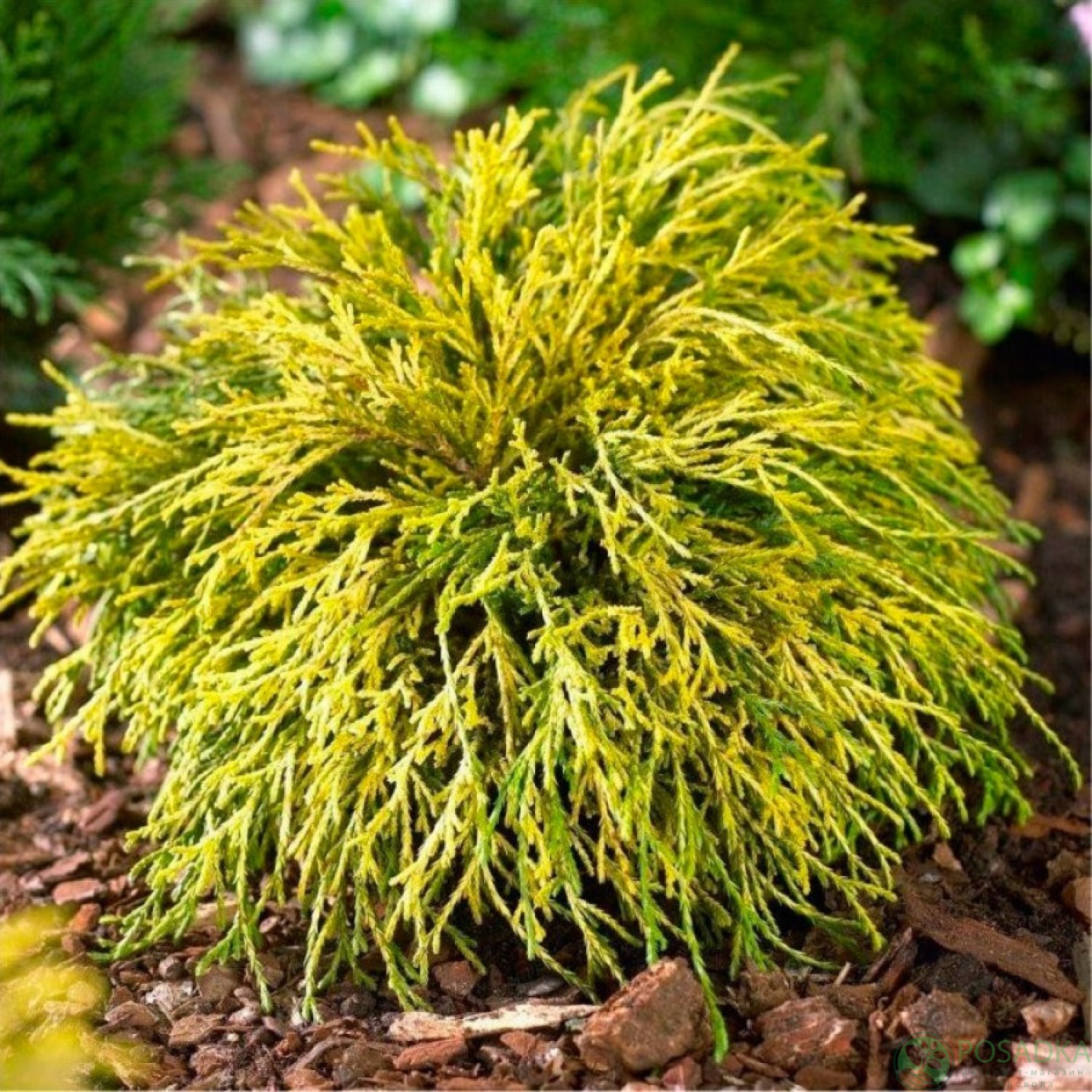 картинка Кипарисовик горохоплодный Filifera Aurea 