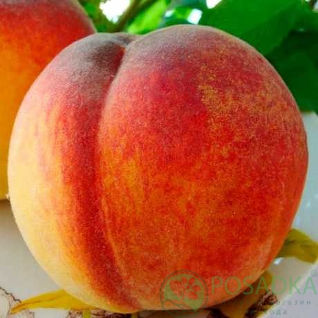 картинка Персик Вулкан Т1 