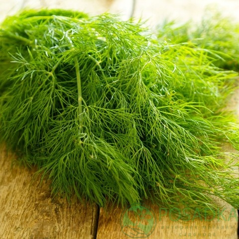 картинка Семена Укроп Душистый пучок 3 г, Seedera 