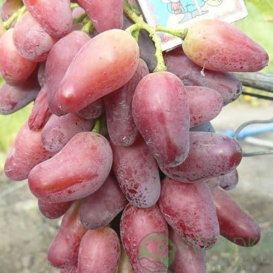 картинка Виноград Ромео 