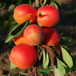 картинка Абрикос Пинкот 