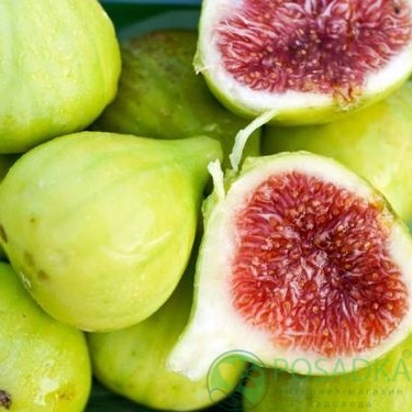 картинка Инжир Белый Адриатический 