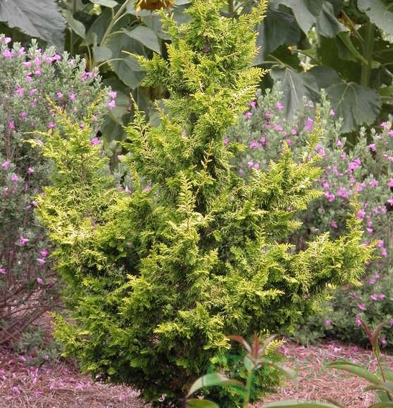 картинка Кипарисовик тупой Tetragona Aurea 