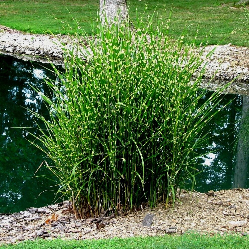 картинка Мискантус китайский Стриктус 