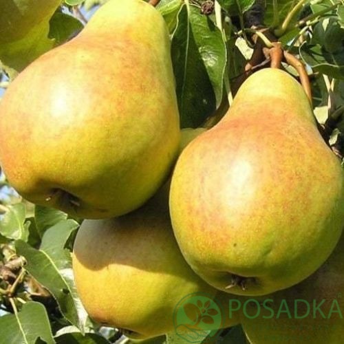 картинка Груша Молдавская ранняя 