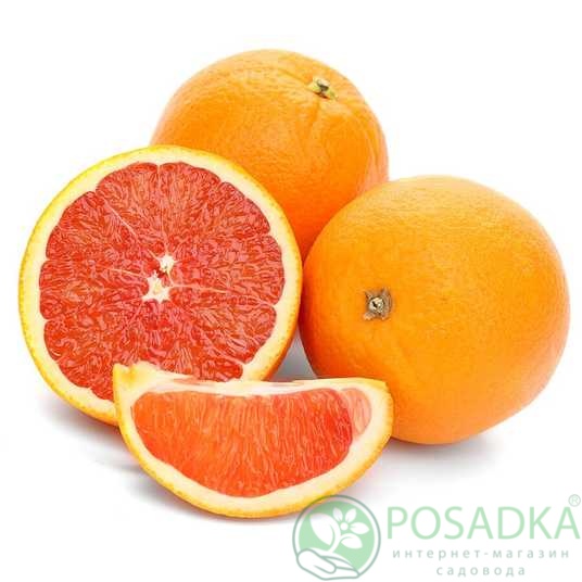 картинка Апельсин Ванил Сангуино (контейнер Р14) 