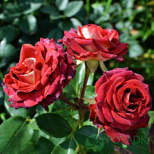 картинка Роза спрей Тирамису (контейнер С2) 