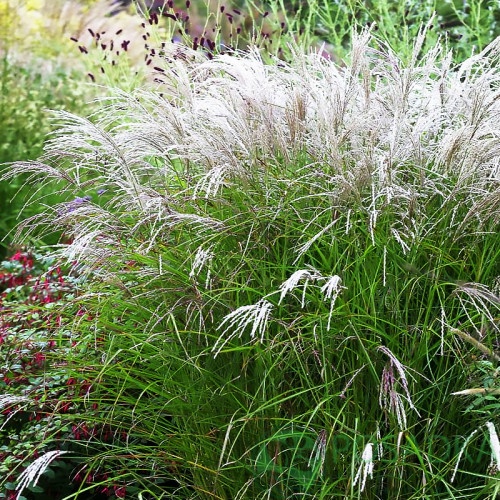 картинка Мискантус китайский Гросс Фонтан (Grosse Fontane) 