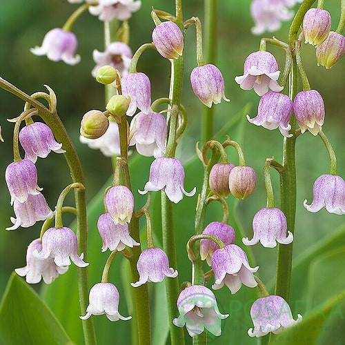 картинка Ландыш Majalis Rosea 