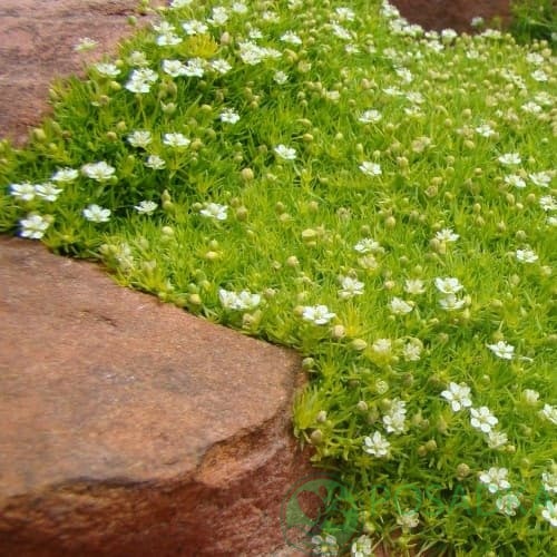 картинка Мшанка шиловидная Aurea 