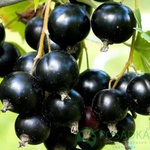 картинка Смородина чёрная Услада 