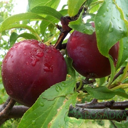 картинка Слива Бербанк Гигант 