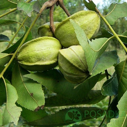 картинка Орех пекан Кадо (Caddo) 3 года 