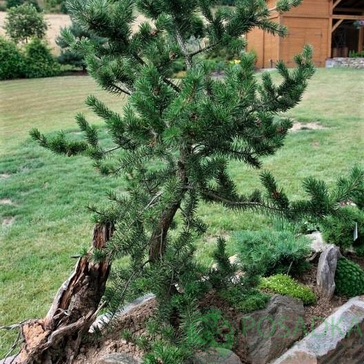 картинка Сосна Банкса 