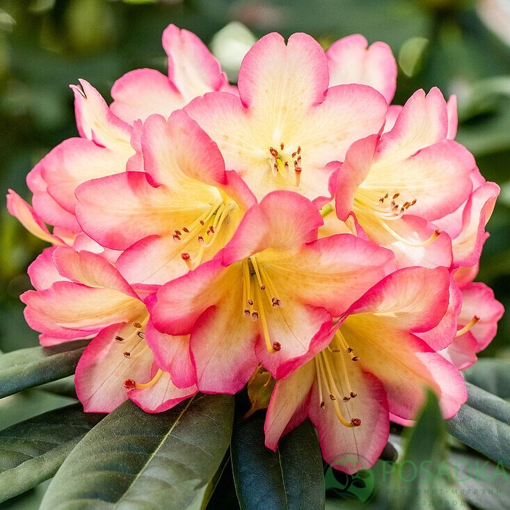 картинка Рододендрон Robert de Belder 