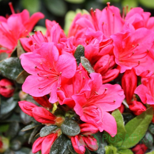 картинка Азалия японская Geisha Pink  картинка Азалия японская Geisha Pink