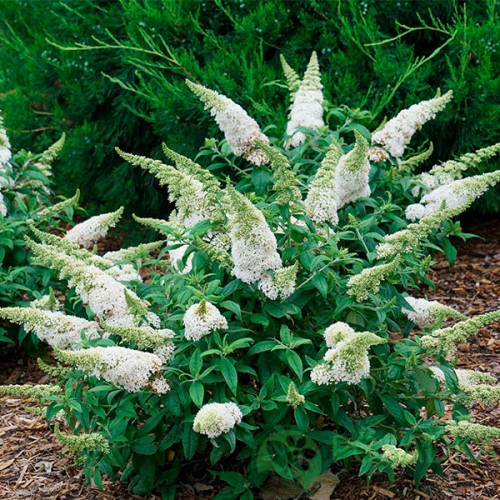 картинка Буддлея белая White ball 