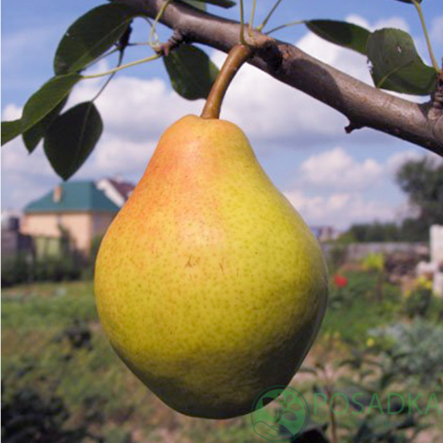 картинка Груша Любимица Клаппа 