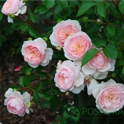 картинка Роза английская Джентл Гермионе С2 