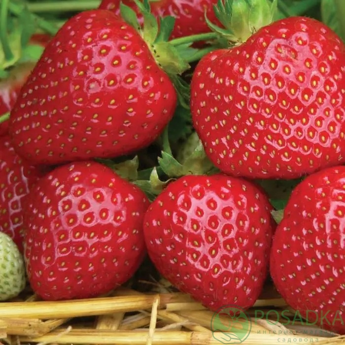 картинка Клубника Фалко 