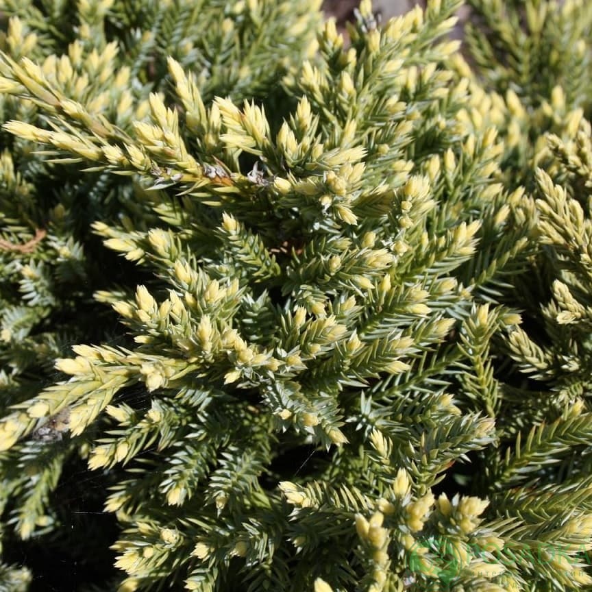 картинка Можжевельник чешуйчатый Дрим Джой 