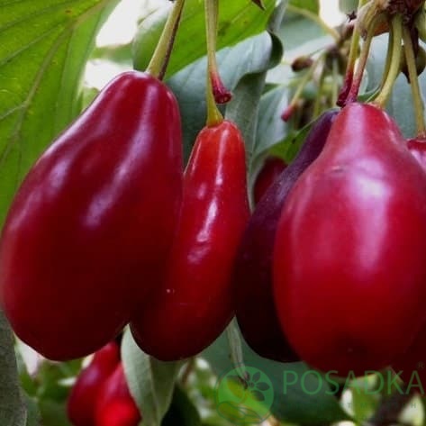 картинка Кизил Старокиевский (2 года) 