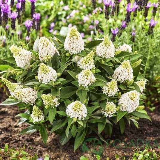 картинка Буддлея Little Rockstars® WHITE 