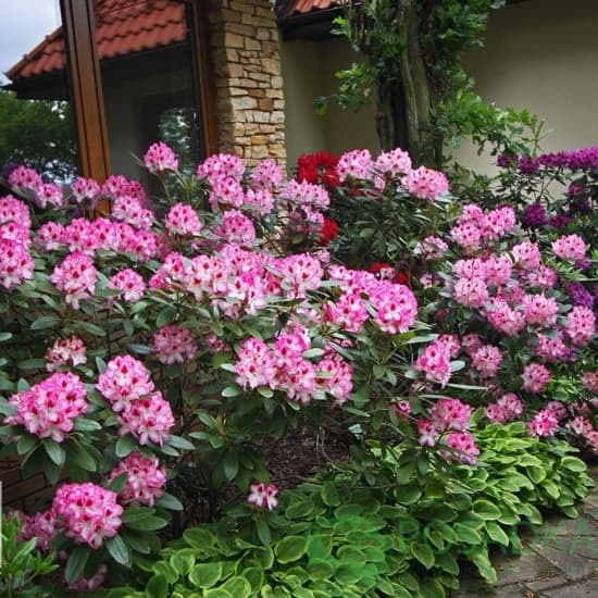 картинка Рододендрон гибридный Hachmann`s Charmant 