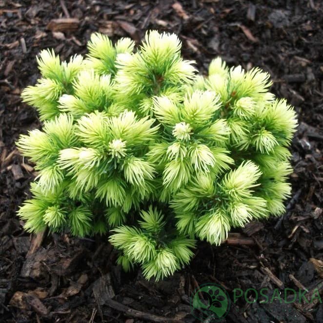 картинка Ель канадская Ялако Голд 