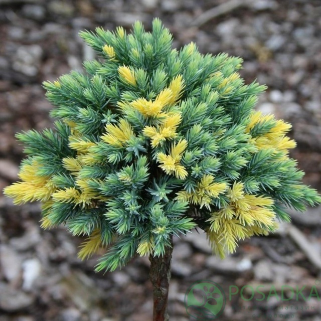 картинка Можжевельник чешуйчатый Floreant  