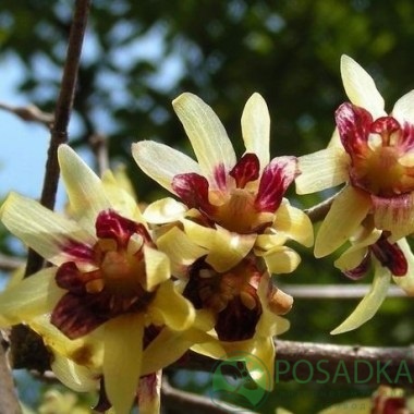 картинка Химонант скороспелый (Зимоцвет) 