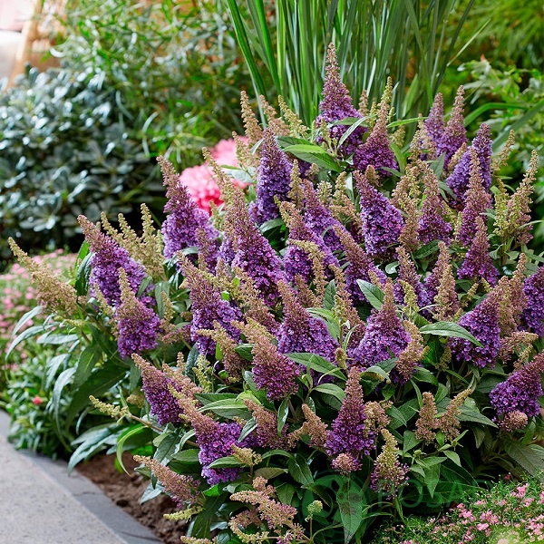 картинка Буддлея давида "Butterfly Candy Little Lila" 