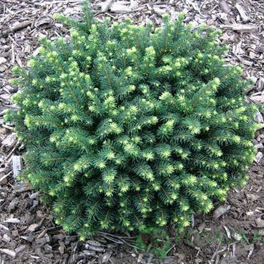 картинка Ель колючая Kuba 5л 