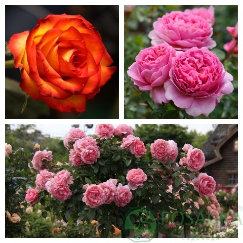 картинка Роза штамбовая (Принцесс Александра оф Кент, Высший свет) 