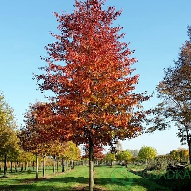картинка Дуб болотный (Quercus palustris) картинка Дуб болотный (Quercus palustris)