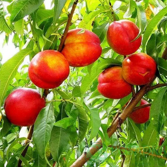 картинка Нектарин Старк Делишес 