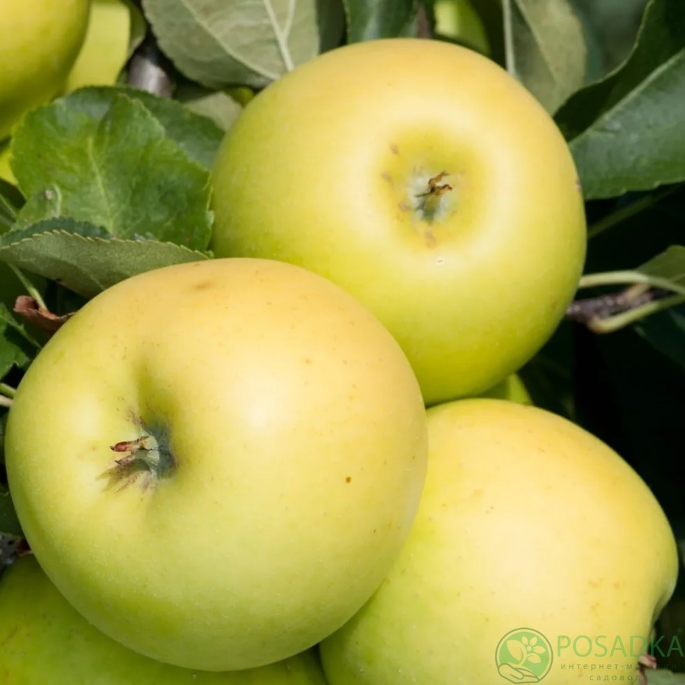 картинка Яблоня колоновидная Искорка 