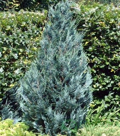 картинка Кипарисовик Лавсона Van Pelts Blue 