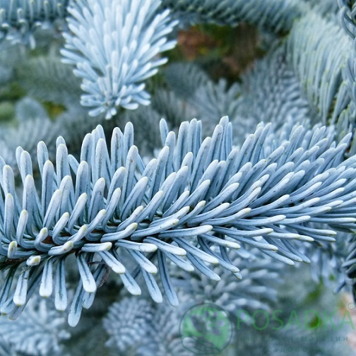 картинка Пихта высокорослая Глаука 5л. 