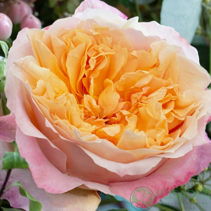 картинка Роза английская Эдит (Edith) 