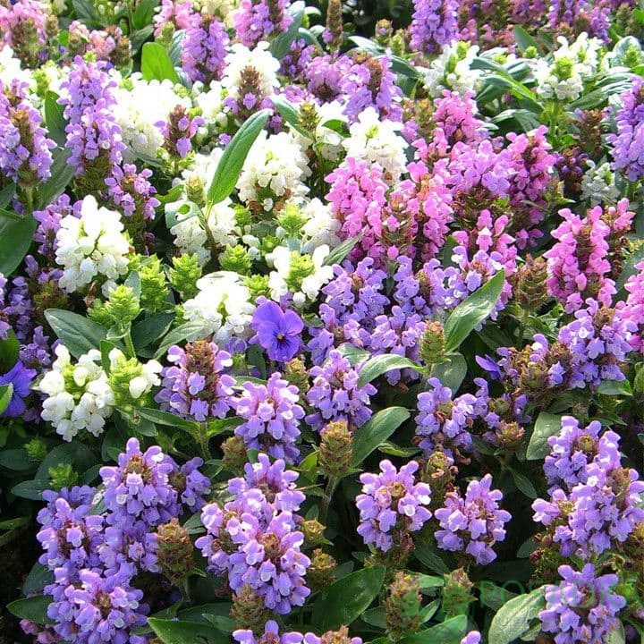 картинка Черноголовка обыкновенная 