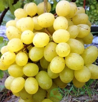 картинка Виноград Мускат Посада  картинка Виноград Мускат Посада