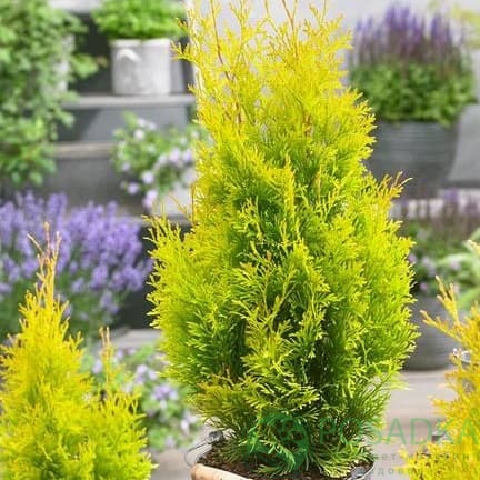 картинка Туя западная Санни Смарагд 