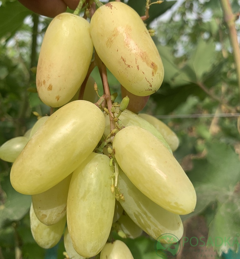 картинка Виноград Мальчик с пальчик 