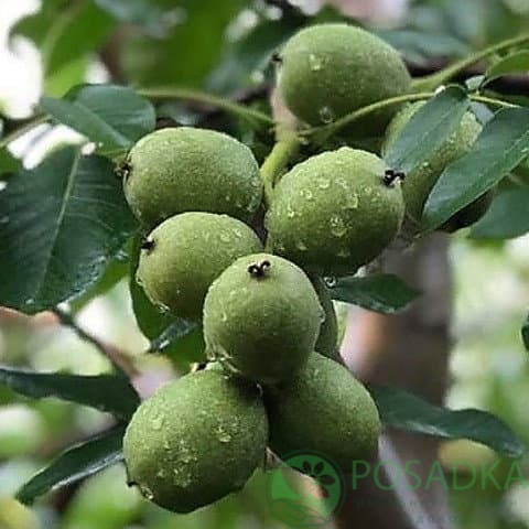 картинка Грецкий орех Иван Багряный (3 летний) 