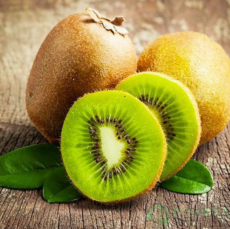 картинка Киви Деликст (самоплодный, урожайный) 