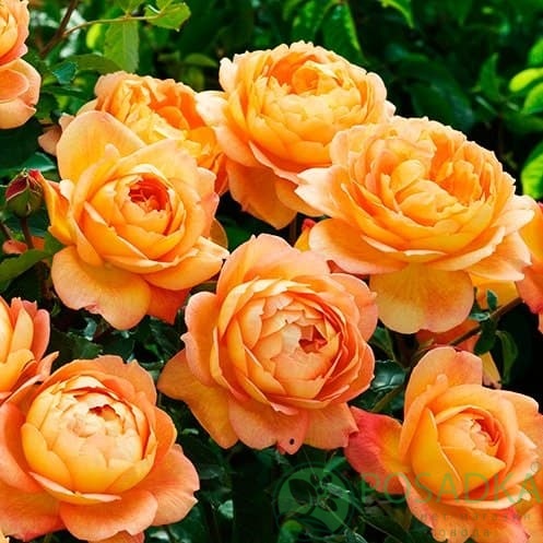 картинка Роза штамбовая Леди оф Шалот 