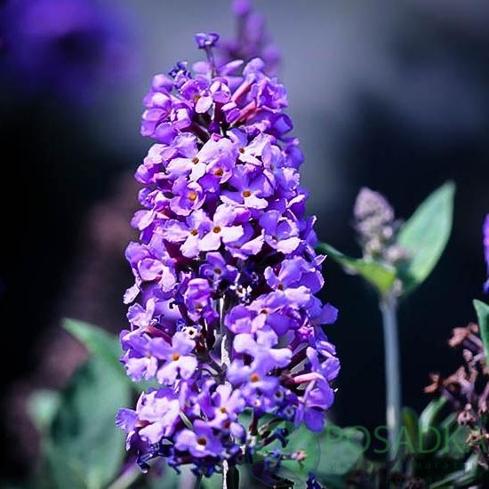 картинка Буддлея Давида Petite Blue Heaven 