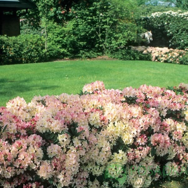 картинка Рододендрон гибридный Dagmar 